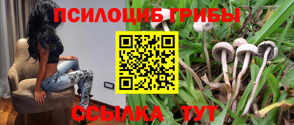 Галлюциногенные грибы Cubensis Конаково